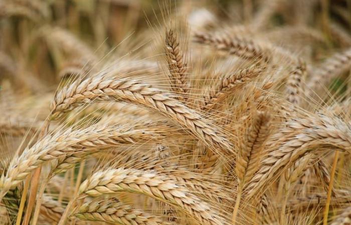 Das beschleunigte Erntetempo in den Vereinigten Staaten verstärkte den Rückgang des Weizenpreises
