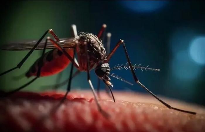 Dengue-Fieber und Oropouche-Fieber in Amerika: Was tun gegen die Krankheit? › Kuba › Granma