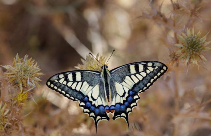 Die 5 seltensten Schmetterlingsarten, die es auf dem Planeten gibt