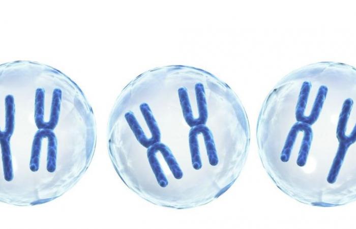 Das Y-Chromosom entwickelt sich bei Menschen und Menschenaffen schnell