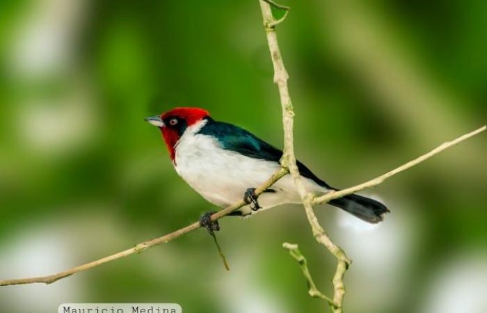 Das Vogelparadies im Valle del Cauca