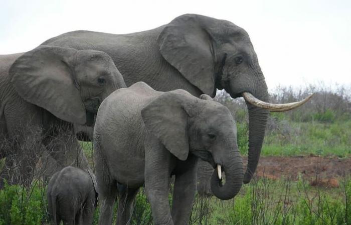 Die unglaubliche Entdeckung einer Gruppe von Wissenschaftlern über das emotionale Verhalten von Elefanten