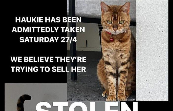 Die Gold Coast-Influencerin bricht in Tränen aus, als sie endlich wieder mit ihrer geliebten Bengalkatze vereint ist, nachdem er „gestohlen“ wurde und monatelang vermisst wurde.