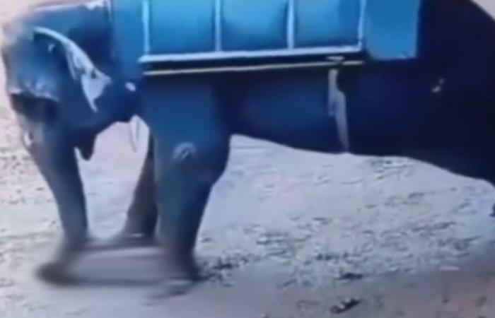 Schockierend: Ein Mann wurde in einem Zoo von einem Elefanten erdrückt