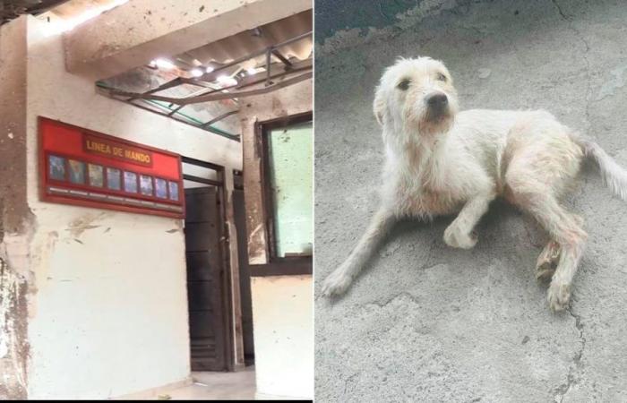 Der Hund war der einzige überlebende Hund des Angriffs in Nariño. Jetzt kämpft er um sein Leben