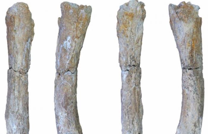 Höhlenlöwen vor mehr als 600.000 Jahren in Südeuropa