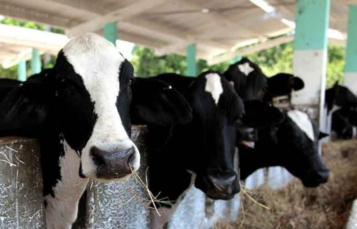 Unternehmen aus der Zentralprovinz Kuba zeichnet sich durch Viehzucht aus (+Fotos)