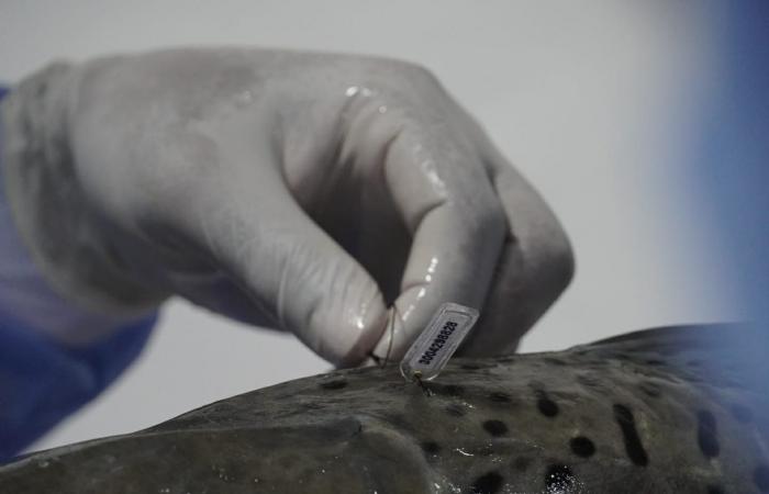 Sechstausend Fische aus dem Fluss Cauca werden mit Chips implantiert