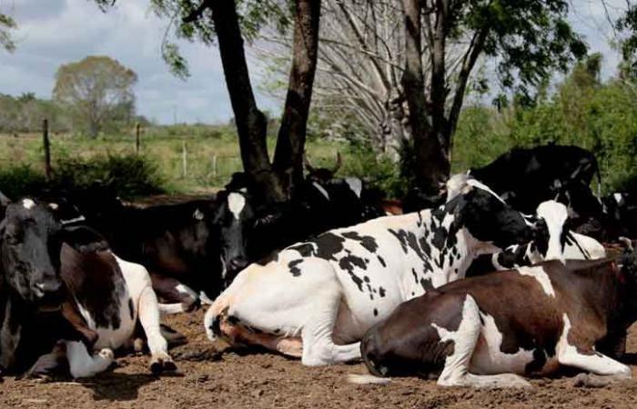 Unternehmen aus der Zentralprovinz Kuba zeichnet sich durch Viehzucht aus (+Fotos)