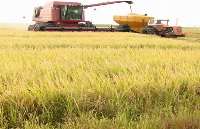 Die Reisproduktion in Entre Ríos stieg um 13 %