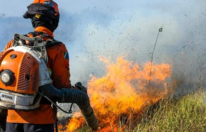 Brände in Brasilien: Mato Grosso do Sul hat aufgrund der Flammen, die das Pantanal verwüsten, den Notstand ausgerufen