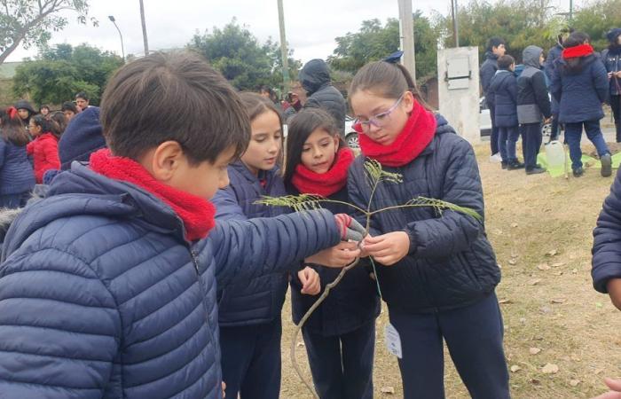 Gemeinsam mit Studenten pflanzte die Gemeinde Bäume auf der Plaza España – News