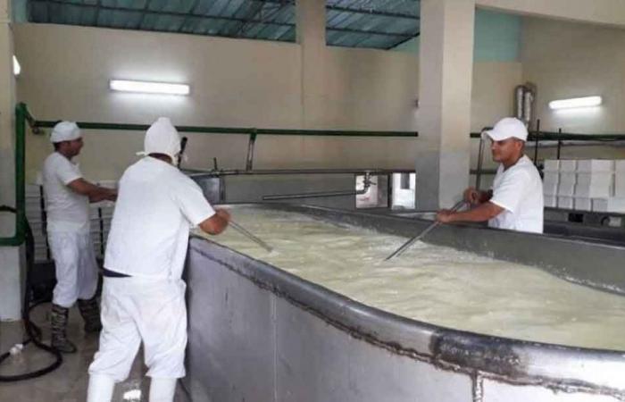 Mérida-Käse, ein hochwertiges Produkt in Kuba (+Fotos)