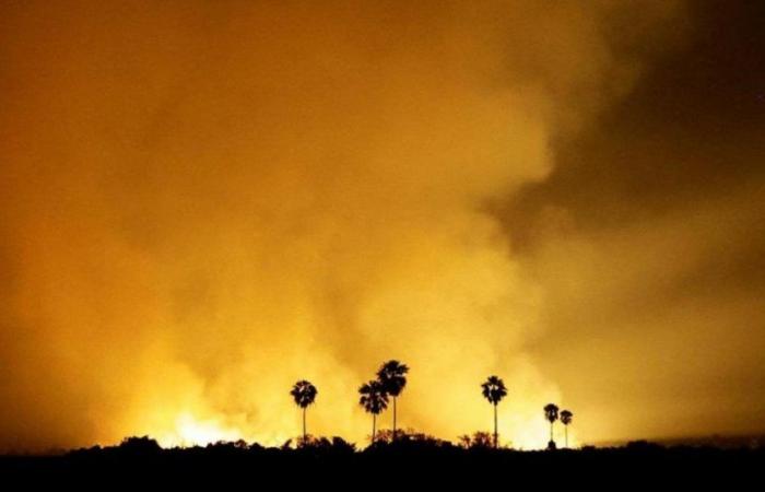 Brände in Brasilien: Mato Grosso do Sul im Ausnahmezustand aufgrund der Flammen, die das Pantanal verwüsten