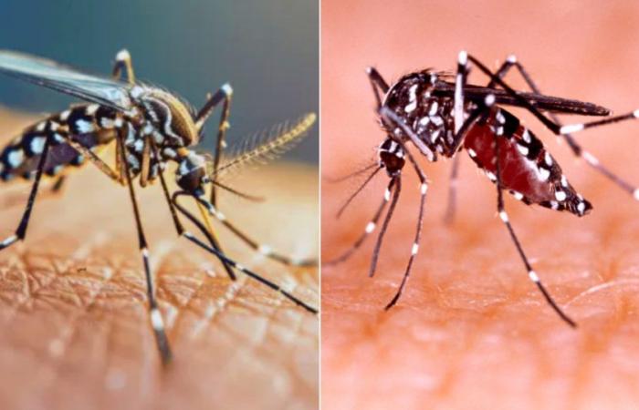 Gesundheitsalarm in Kuba wegen Anstieg des Dengue- und Oropouche-Fiebers