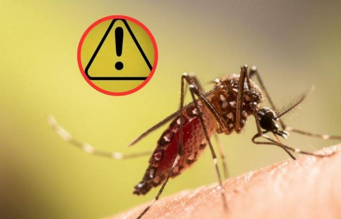 Sie registrieren zum ersten Mal in Kolumbien Fälle von Oropouche-Virus, ähnlich wie Dengue-Fieber