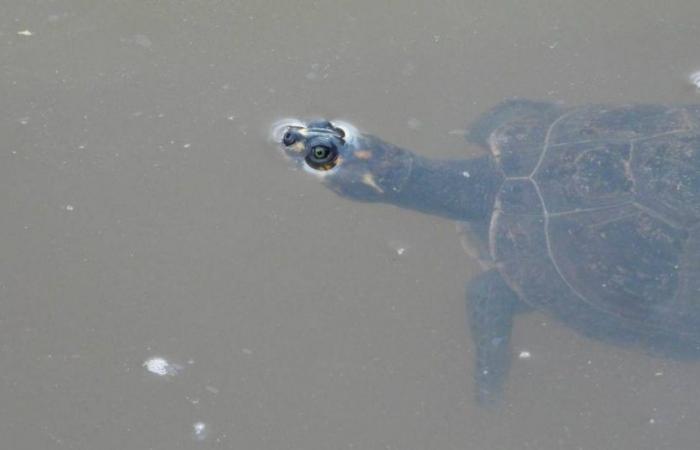 162 Schildkröten, die aus dem Wildtierhandel in Medellín gerettet wurden, werden in ihren natürlichen Lebensraum zurückgebracht