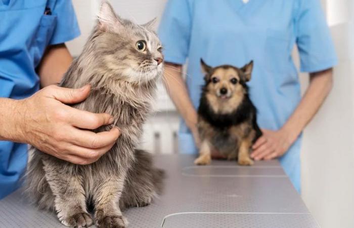 Die Europäische Union bereitet ein Tierschutzgesetz für Hunde und Katzen vor: Das werden die Grundprinzipien sein