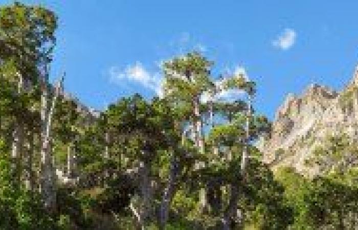 Wiederherstellung der Wälder in Neuquén mit Zypressensamen von INTA Bariloche