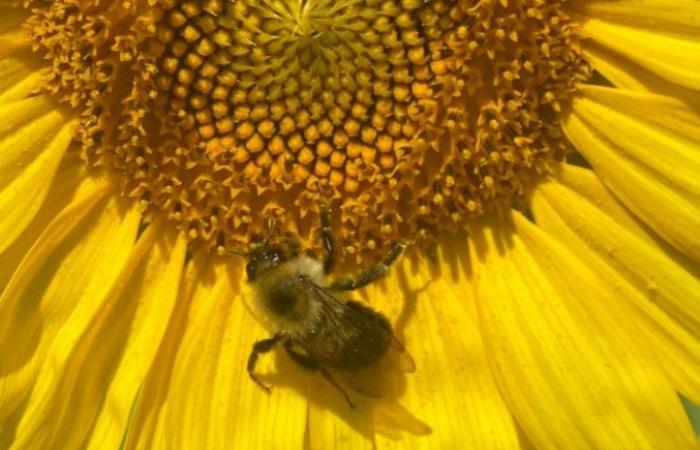 Welche Pflanzen sorgen für eine gesunde Ernährung der Bienen?