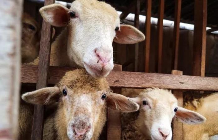 Die EFSA stellt Tierschutzprobleme bei der Schlachtung von Schafen und Ziegen in Tierhaltungsbetrieben fest