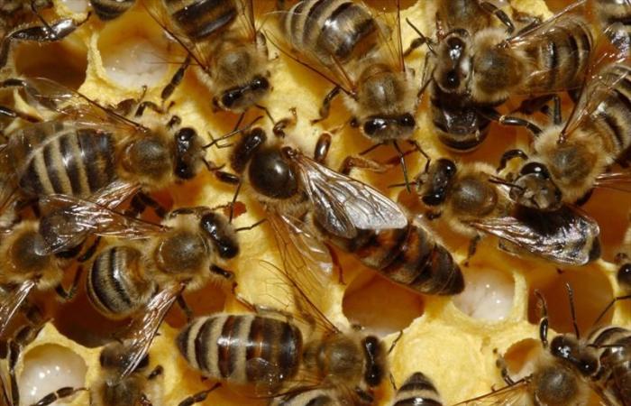 Genetisches Zentrum steigert Produktion von Bienenköniginnen in Guantánamo – Radio Guantánamo