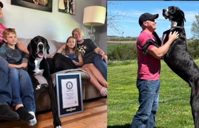 Kevin, der größte Hund der Welt, starb eine Woche nach dem Brechen des Guinness-Rekords: Das ist bekannt