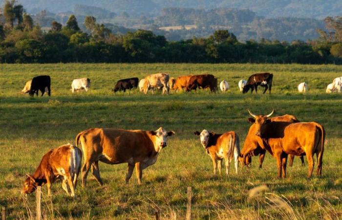 Fast zweitausend Illegalitäten im Viehsektor in Pinar del Río