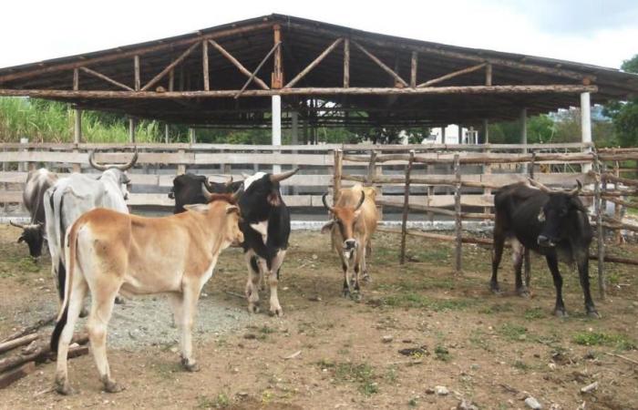 Staatliche Kontrollen decken Tausende von Illegalitäten im Agrarsektor von Pinar del Río auf