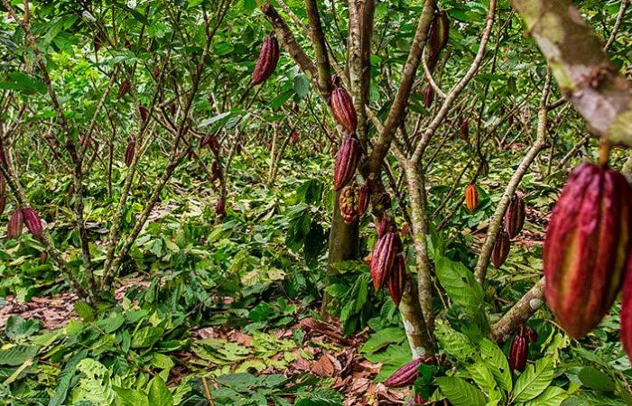 Forscher identifizieren neue Krankheiten in einheimischem Amazonas-Kakao