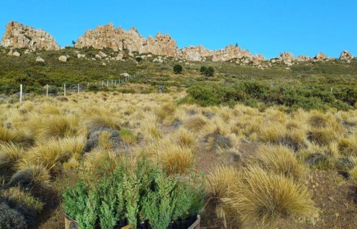 Wiederherstellung der Wälder in Neuquén mit Zypressensamen von INTA Bariloche