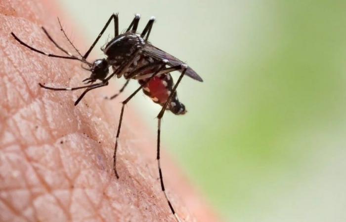 Die USA haben eine bundesstaatliche Gesundheitswarnung herausgegeben, da im ganzen Land ein erhöhtes Dengue-Fieber-Risiko besteht