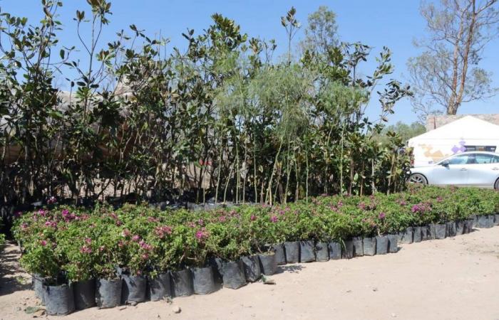 10 Baumarten, die Sie in den städtischen Baumschulen der SLP adoptieren können – El Sol de San Luis