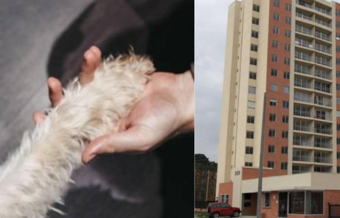 Ein Hund überfuhr eine ältere Frau in einer Wohnanlage in Zipaquirá