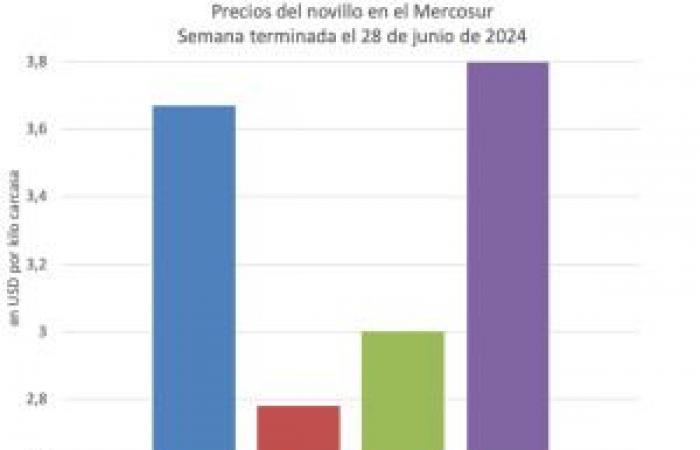 minimale Veränderungen im Mercosur und neuer Rekord in den Vereinigten Staaten – Valor Carne