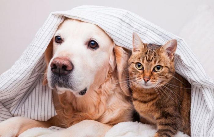 Ab welcher Temperatur fangen Hunde und Katzen an zu frieren?