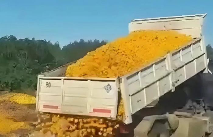 Aufgrund fehlender Verkäufe werden in einer Stadt in Entre Ríos Tonnen Obst weggeworfen