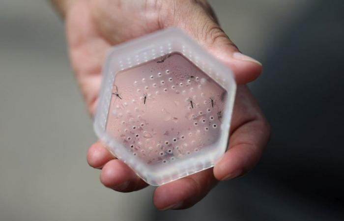 Die bemerkenswerte Entdeckung einer Pflanze, die das Dengue-Fieber heilen könnte