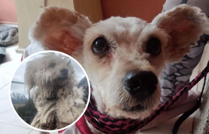 Hund Charly erholt sich nach Misshandlung; Der Fall hat in Nariño für Empörung gesorgt