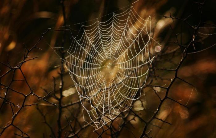 Erinnerung, dieses Spinnennetz, in dem sich Geschichten nisten und verknüpfen