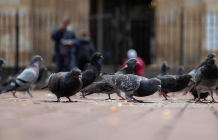 Plaza-Tauben in Bogotá: eine Frage der öffentlichen Gesundheit und des Tierschutzes