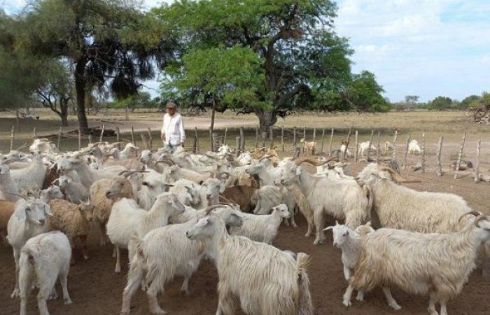 Eine Studie wird den Schutz der einheimischen genetischen Ressource der Ziegen im Chaco ermöglichen