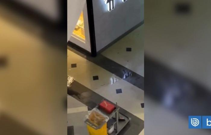 Abwasser überschwemmt den ersten Stock des Marina Mall in Viña del Mar: Unternehmen versichert, dass es die Matrix repariert hat | National