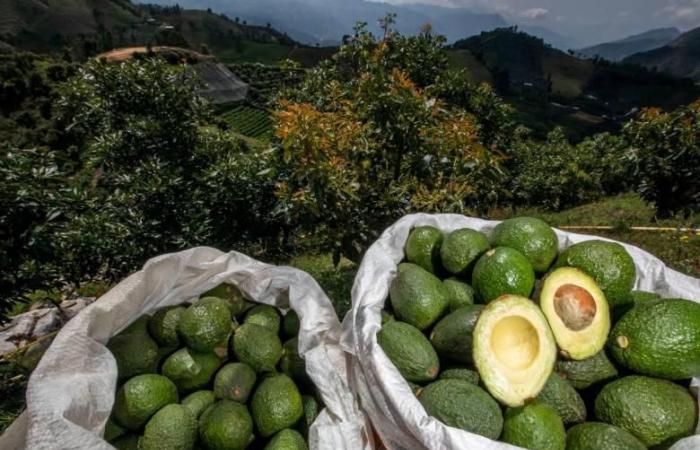 Antioquia führt die Liste der Regionen an, die das meiste frische Obst in die Welt exportieren. Wie hoch ist der Anstieg?