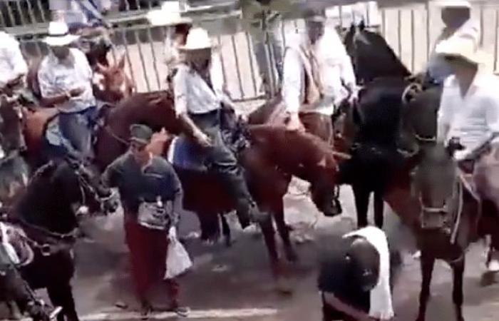 Empörung über ein ohnmächtiges Pferd und ein anderes, das während der San-Pedro-Feierlichkeiten in Huila in einem Fluss trieb