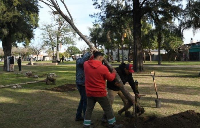 Die Gemeinde erklärte, wie sie gebeten wird, in den Stadtteilen von Santa Fe Bäume zu pflanzen