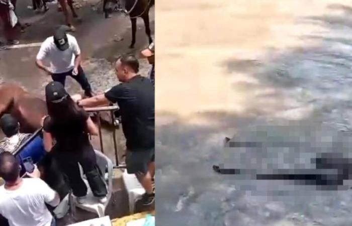 Empörung über Tierquälerei während der Feierlichkeiten zu San Juan und San Pedro in Neiva
