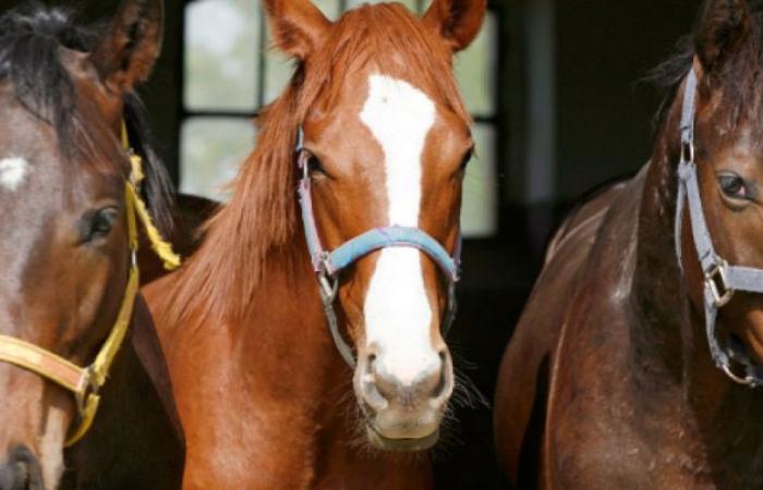 Die International Equestrian Federation stellt eine Million Euro für einen neuen strategischen Plan zum Wohlergehen von Pferden bereit