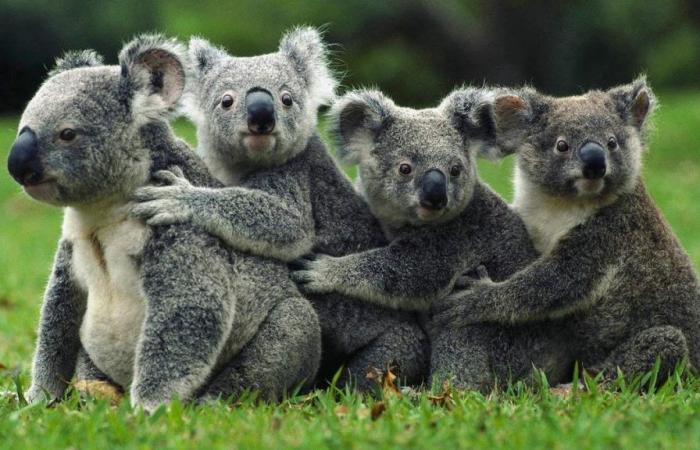 GLOBALE ERWÄRMUNG | Koalas sagen die heißesten Tage im Voraus voraus (und bereiten sich darauf vor, sie zu ertragen)