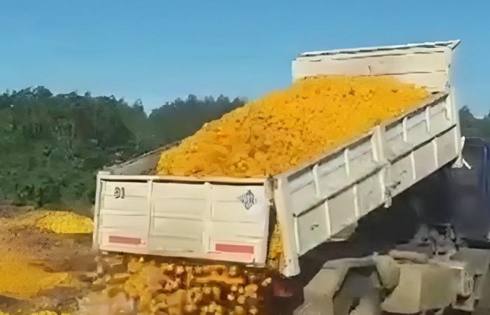 Ein virales Video zeigt, wie 8.000 Kilo Mandarinen weggeworfen werden